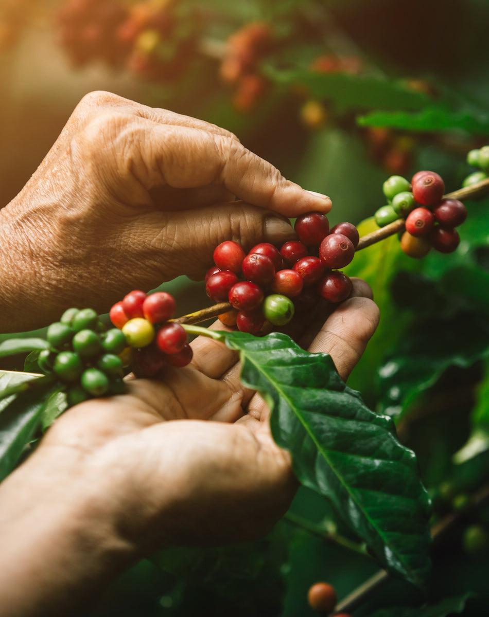 Coffee Cherries | Specialty Coffee | THE COFFEE GOODS